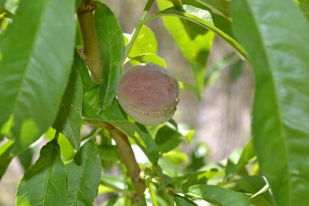 Mendoza Sol Y Nieve Villa Potrerillos Phòng bức ảnh